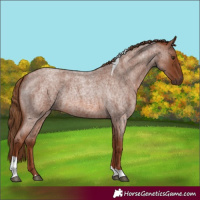 Horse Color:Red Roan Tobiano 