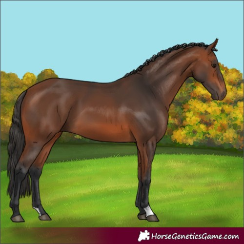 Horse Color:Bay 