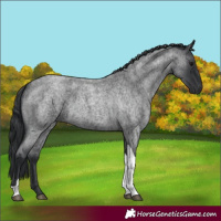 Horse Color:Blue Roan Tobiano 