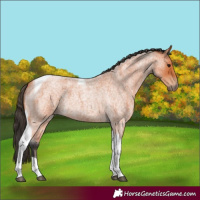 Horse Color:Bay Roan Tobiano 
