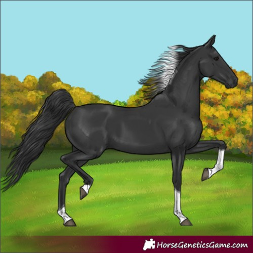 Horse Color:Black Tobiano 
