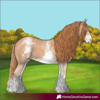 Horse Color:White Spotted Chestnut Sabino Frame 