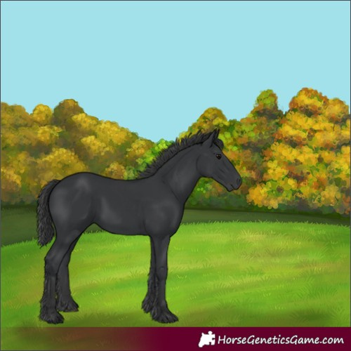 Horse Color:Black 