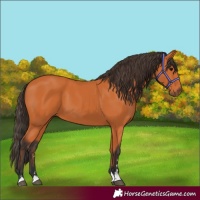 Horse Color:Bay 
