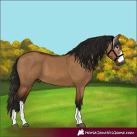 Horse Color:Gray Bay Dun