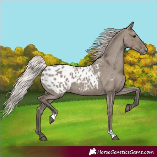 Horse Color:Silver Grullo Appaloosa 