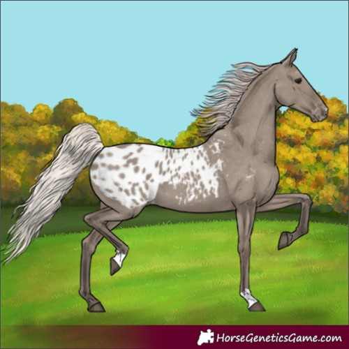 Horse Color:Silver Grullo Blanket 