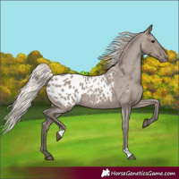 Horse Color:Silver Grullo Appaloosa 