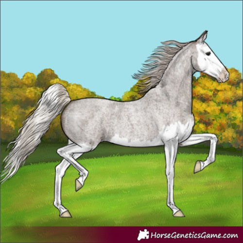 Horse Color:Silver Blue Roan Splash 