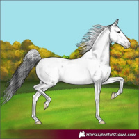 Horse Color:Blue Roan Splash Tobiano Rabicano