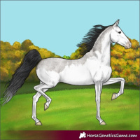 Horse Color:Grullo Roan Splash 