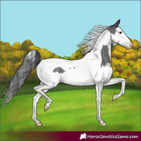 Horse Color:Blue Roan Splash Tobiano 