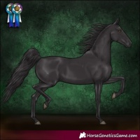 Horse Color:Smoky Black