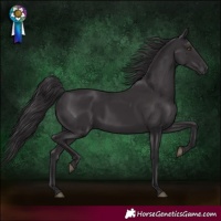 Horse Color:Smoky Black