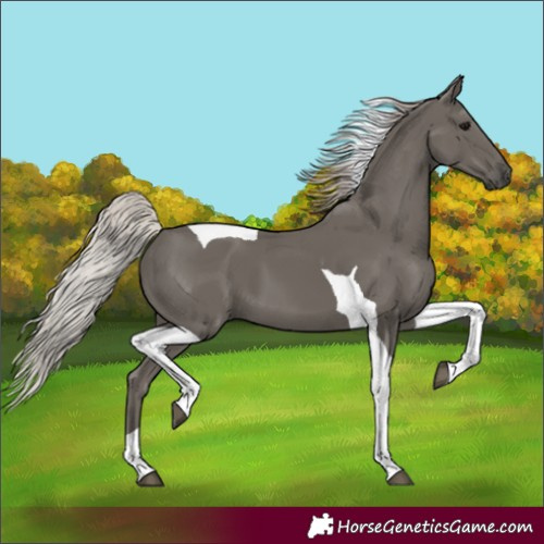 Horse Color:Silver Black Tobiano 