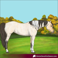 Horse Color:Buckskin Roan Tobiano