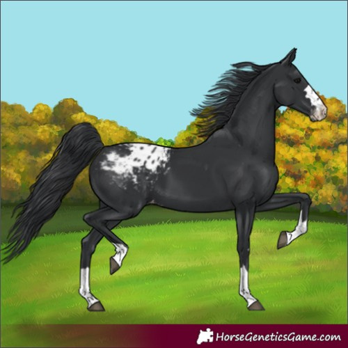 Horse Color:Black Appaloosa 
