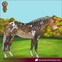 Horse Color:White Spotted Silver Buckskin 