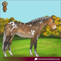 Horse Color:White Spotted Silver Buckskin 