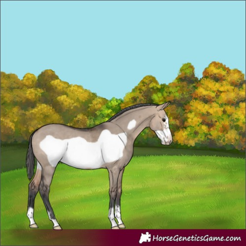Horse Color:Unknown 