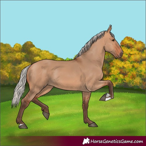 Horse Color:Unknown 
