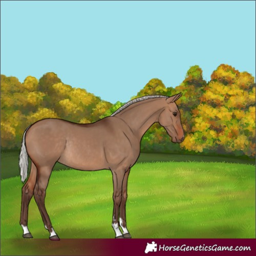 Horse Color:Unknown 