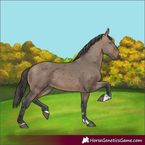 Horse Color:Unknown 
