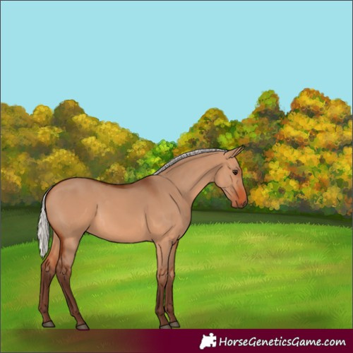 Horse Color:Unknown 