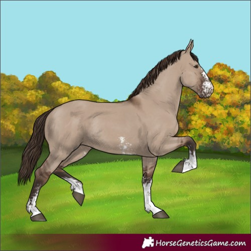Horse Color:Unknown 