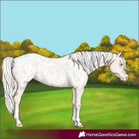Horse Color:Cremello Tobiano Appaloosa 