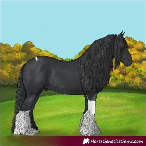 Horse Color:Black Tobiano Rabicano 