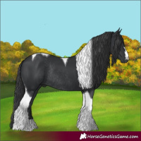Horse Color:Black Tobiano Rabicano 