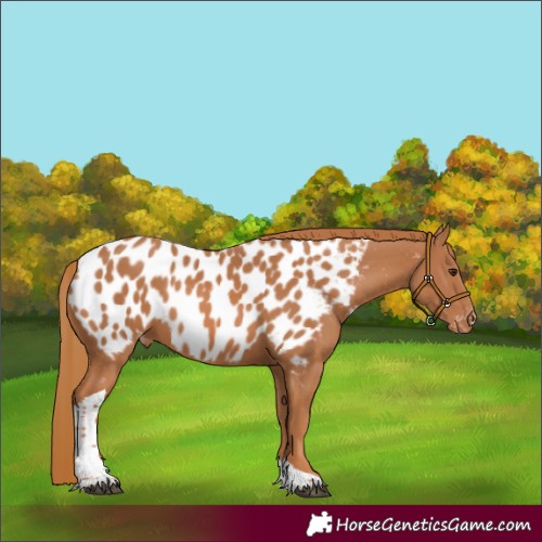 Horse Color:Chestnut Tobiano Near Leopard 