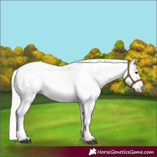 Horse Color:White Spotted Silver Bay Dun Sabino Rabicano 