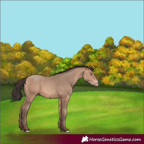 Horse Color:Amber Champagne 