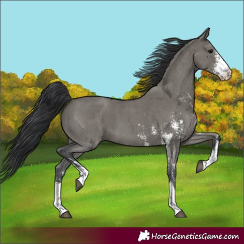 Horse Color:Grullo Sabino 