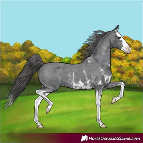 Horse Color:Black Sabino Splash Appaloosa 