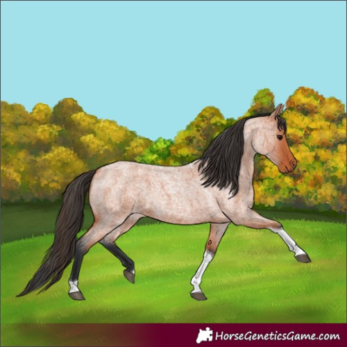 Horse Color:Bay Roan Tobiano 