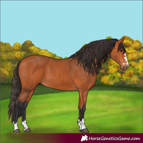 Horse Color:Bay 