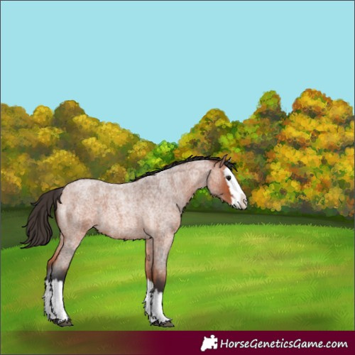 Horse Color:Bay Roan Splash