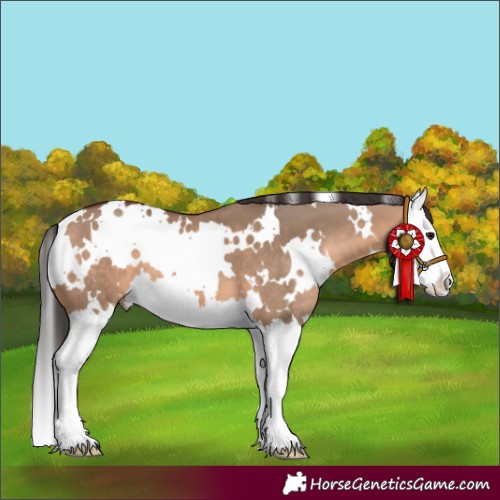 Horse Color:White Spotted Bay Dun Splash 