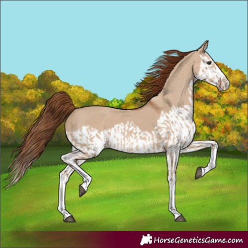 Horse Color:Red Dun Splash  and Red Dun Splash 