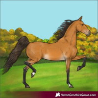 Horse Color:Buckskin 