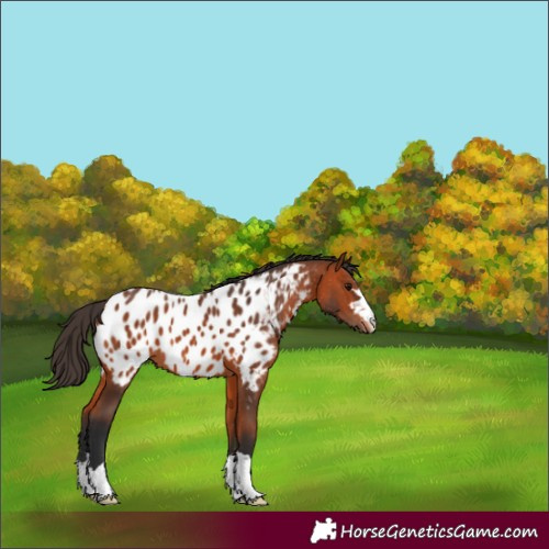 Horse Color:Bay Near Leopard 