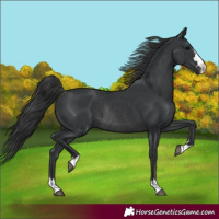 Horse Color:Black Rabicano 