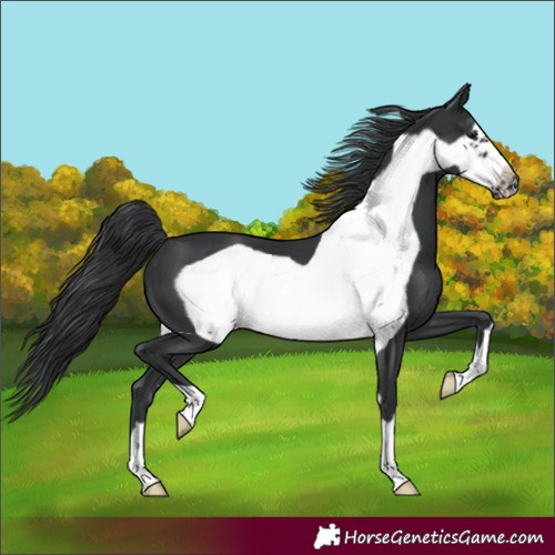 Horse Color:Black Frame 