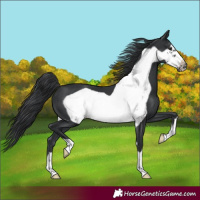 Horse Color:Black Frame 