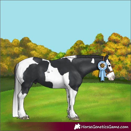 Horse Color:Black Splash Tobiano 