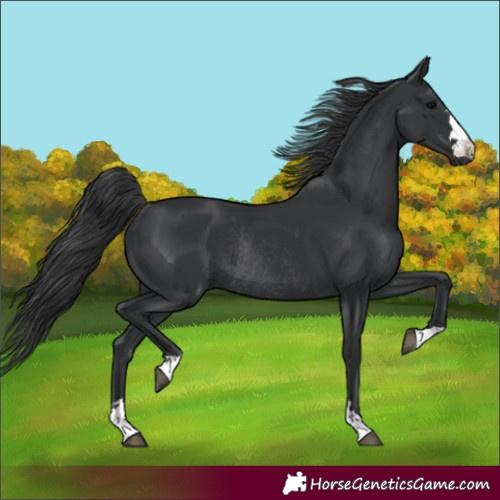 Horse Color:Black Rabicano 