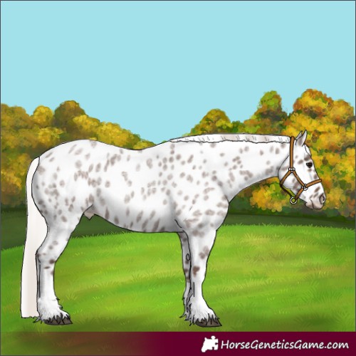 Horse Color:Silver Blue Roan Tobiano Appaloosa 